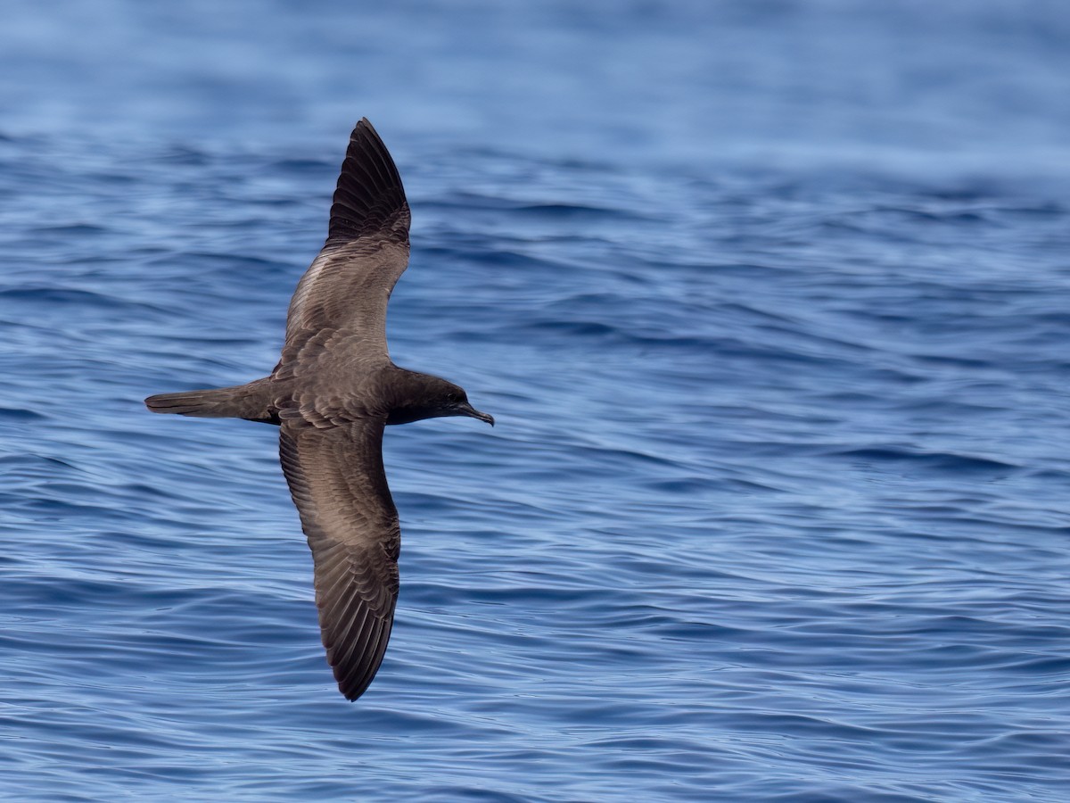 Wedge-tailed Shearwater - ML644106432