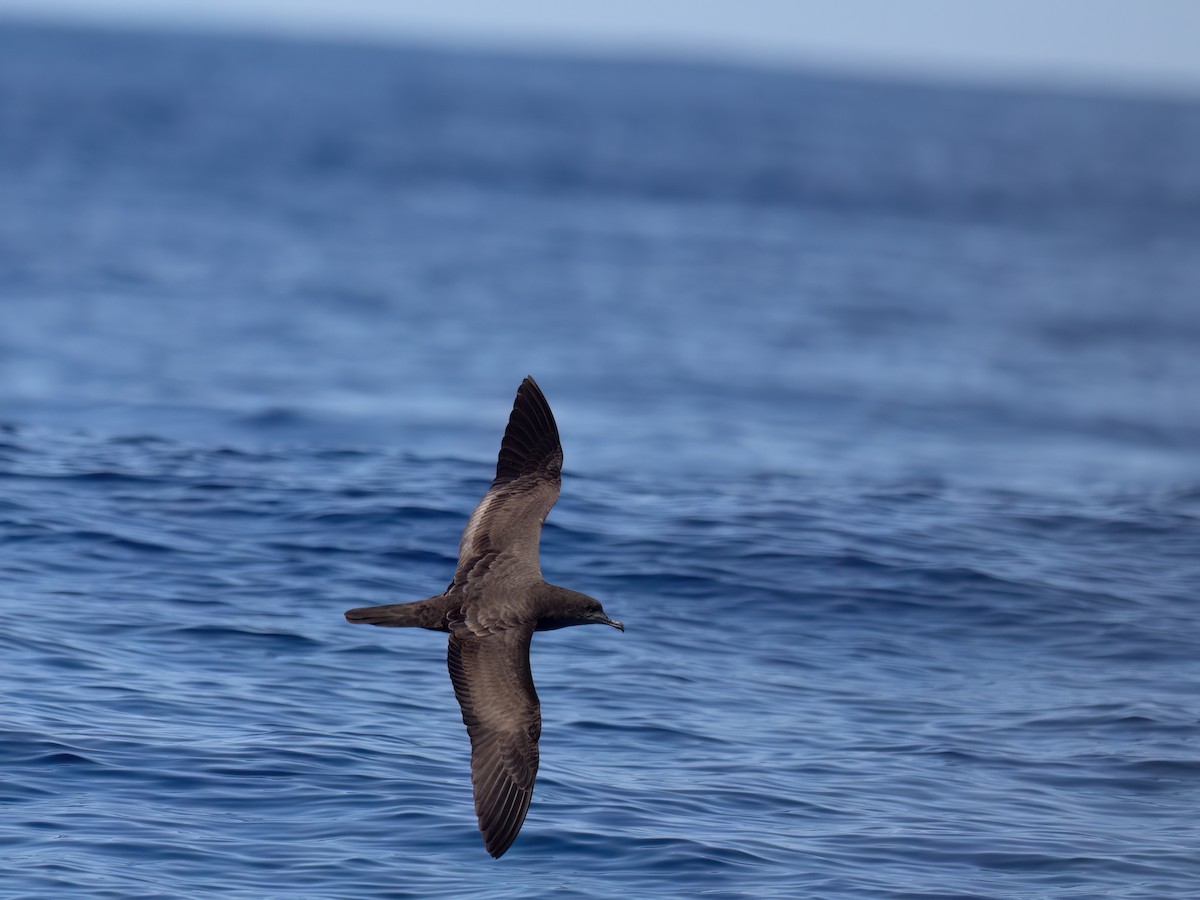 Wedge-tailed Shearwater - ML644106437