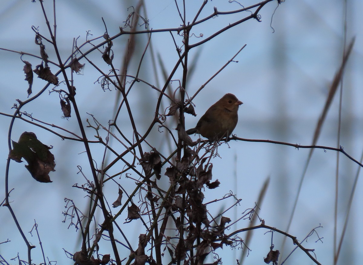 Indigo Bunting - ML644106445