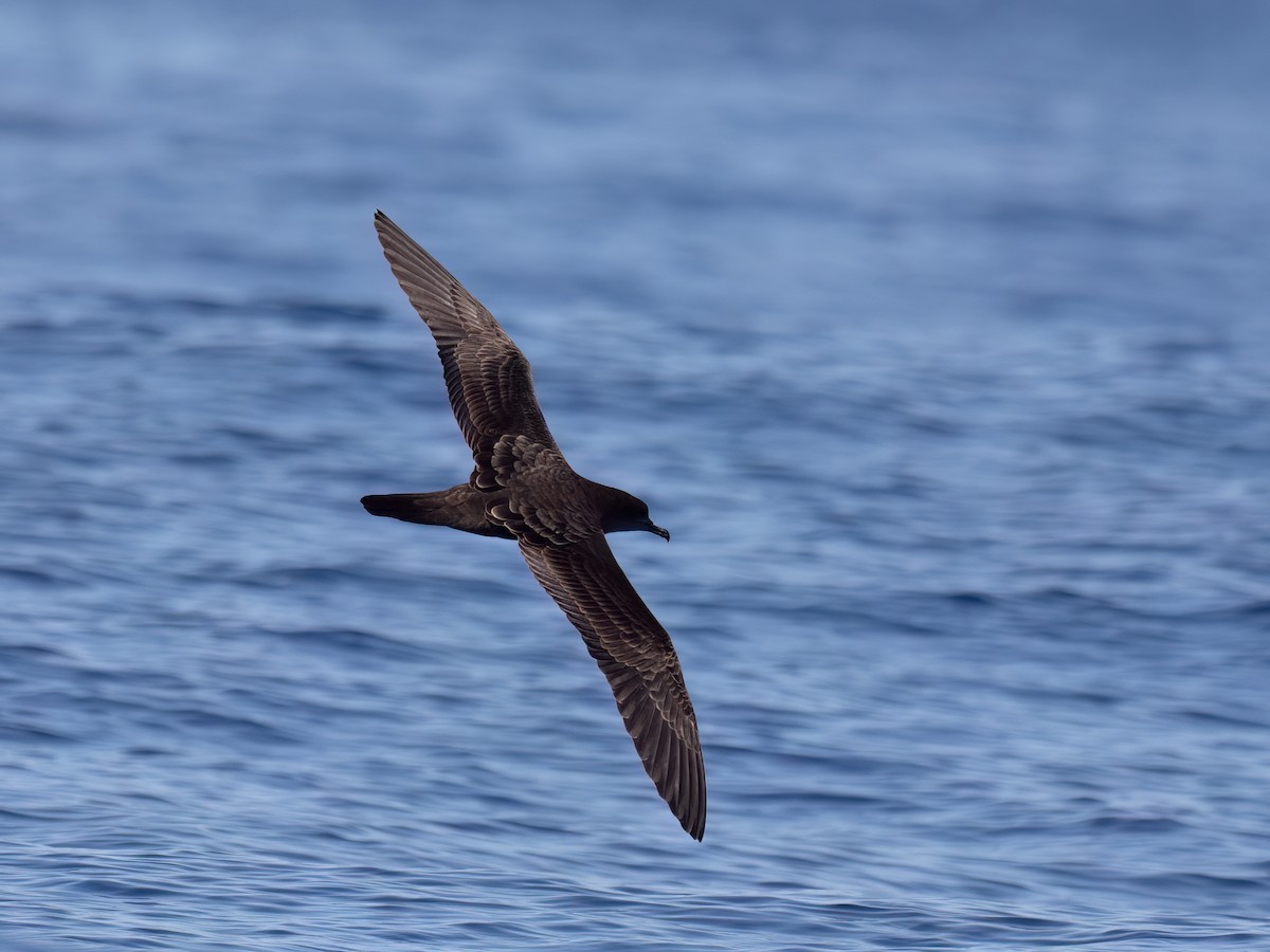 Wedge-tailed Shearwater - ML644106448