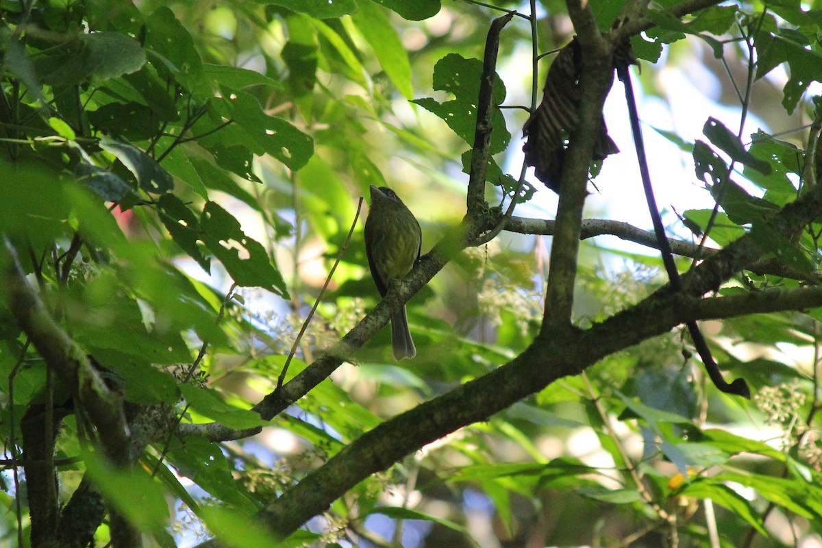 Tyranneau à bec court - ML644106452