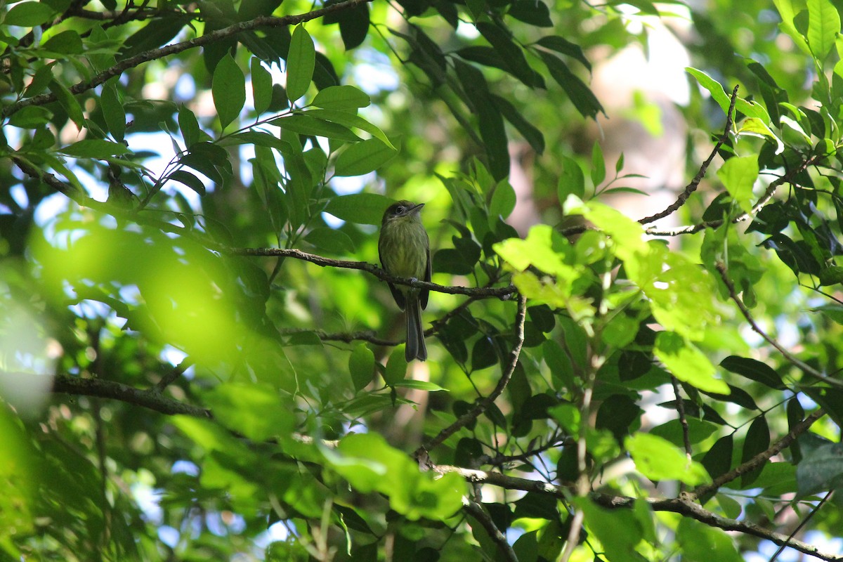 Tyranneau à bec court - ML644106453