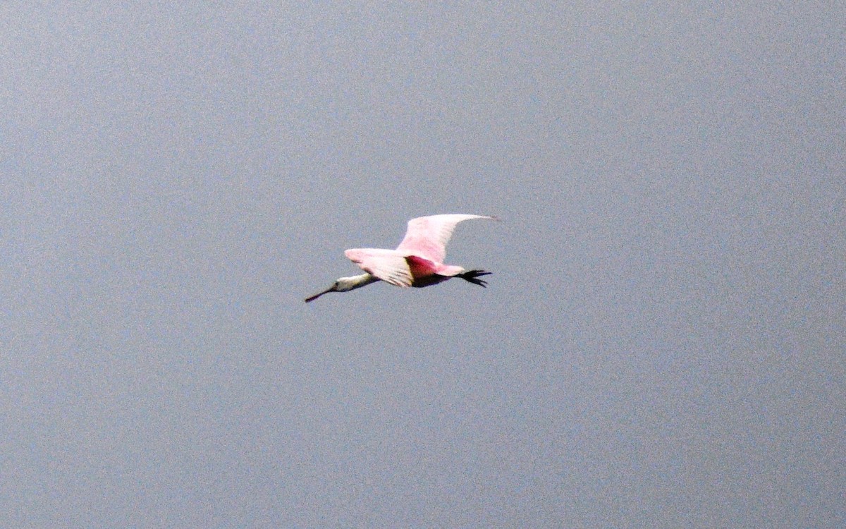 Roseate Spoonbill - ML644106457