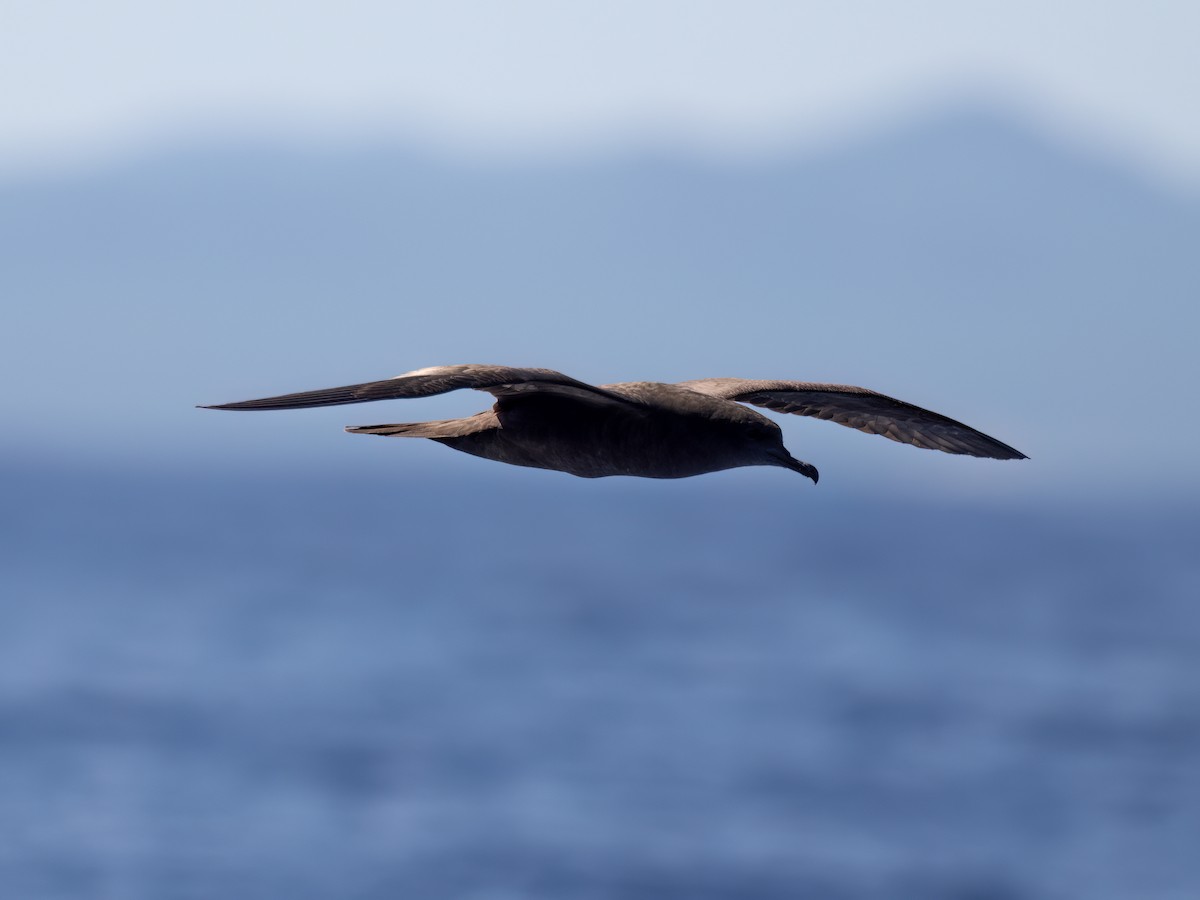 Wedge-tailed Shearwater - ML644106464
