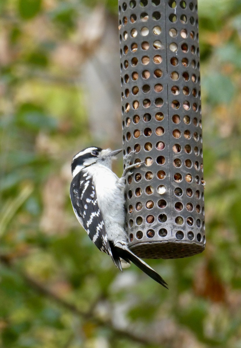 Downy Woodpecker - ML644106478
