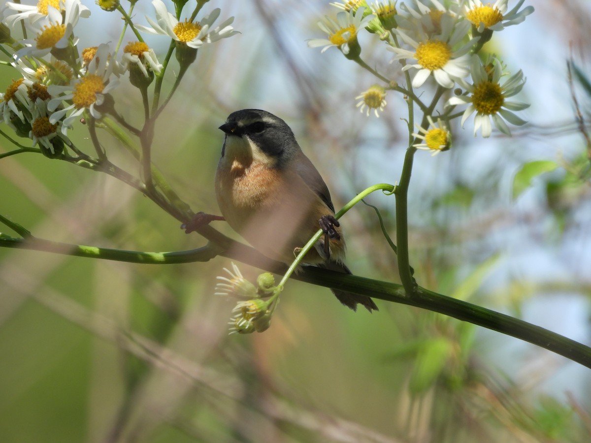 rørspurv - ML644106481