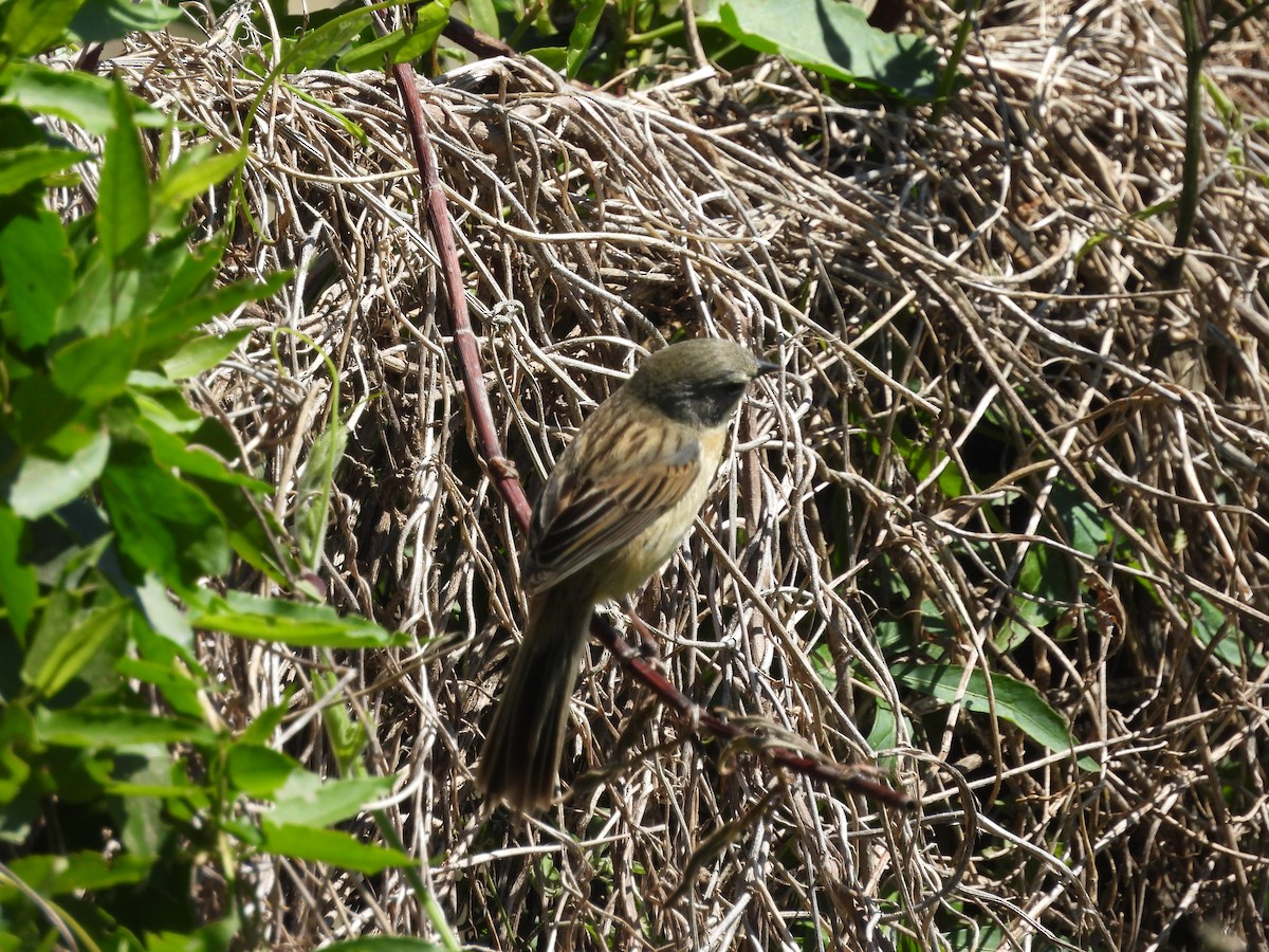 rørspurv - ML644106482