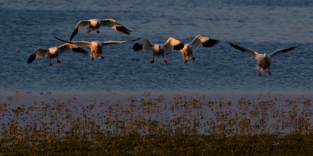 Цасны галуу - ML644106488