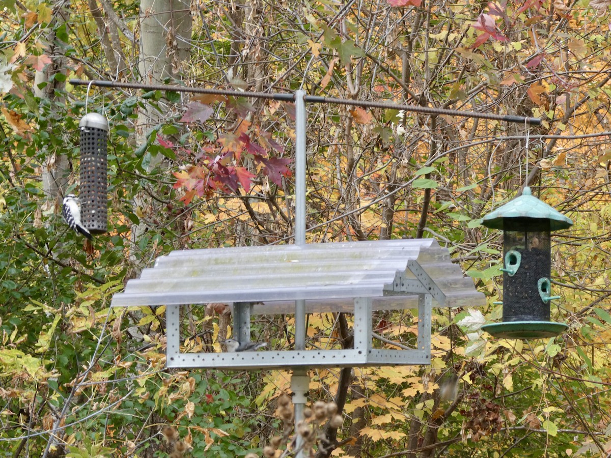 White-breasted Nuthatch - ML644106495