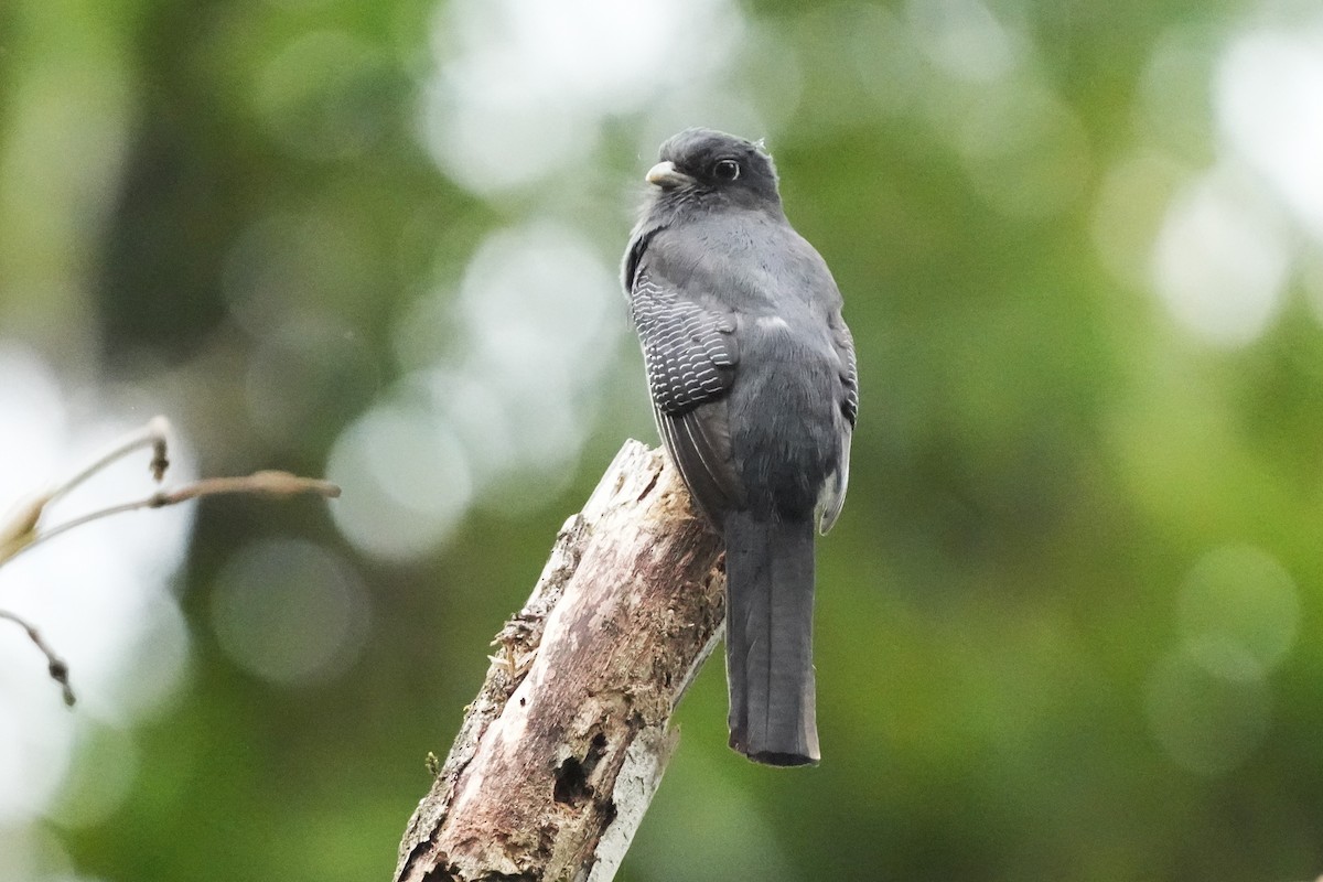 Trogon à queue blanche - ML644106510
