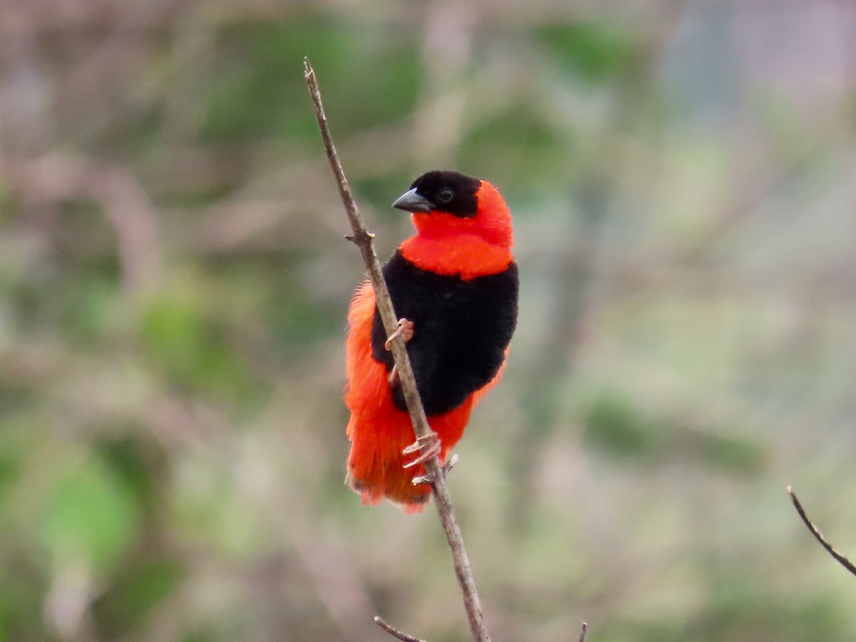 Northern Red Bishop - ML644106515