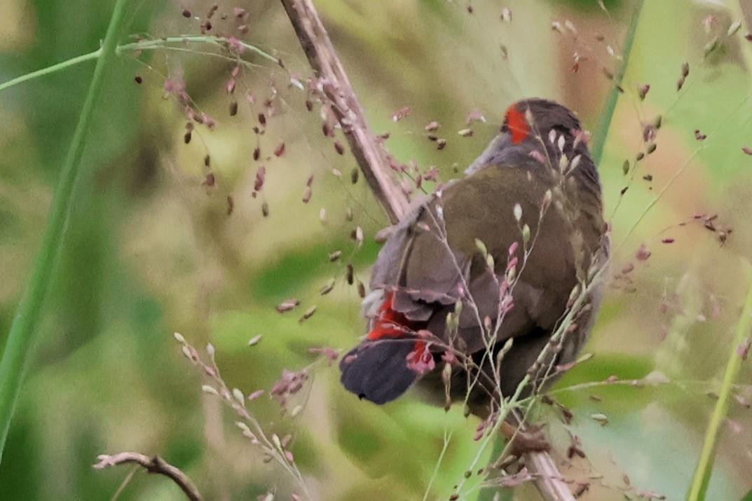Red-browed Firetail - ML644106542