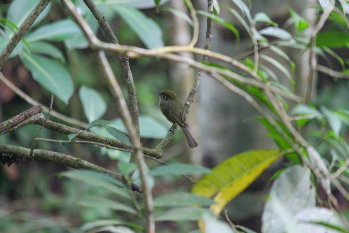 Tyranneau à bec court - ML644106545