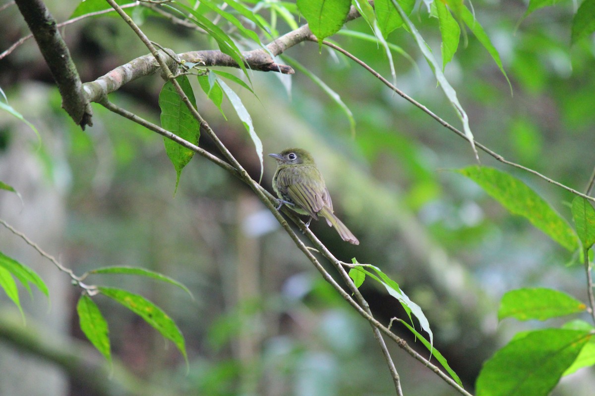 Tyranneau à bec court - ML644106546