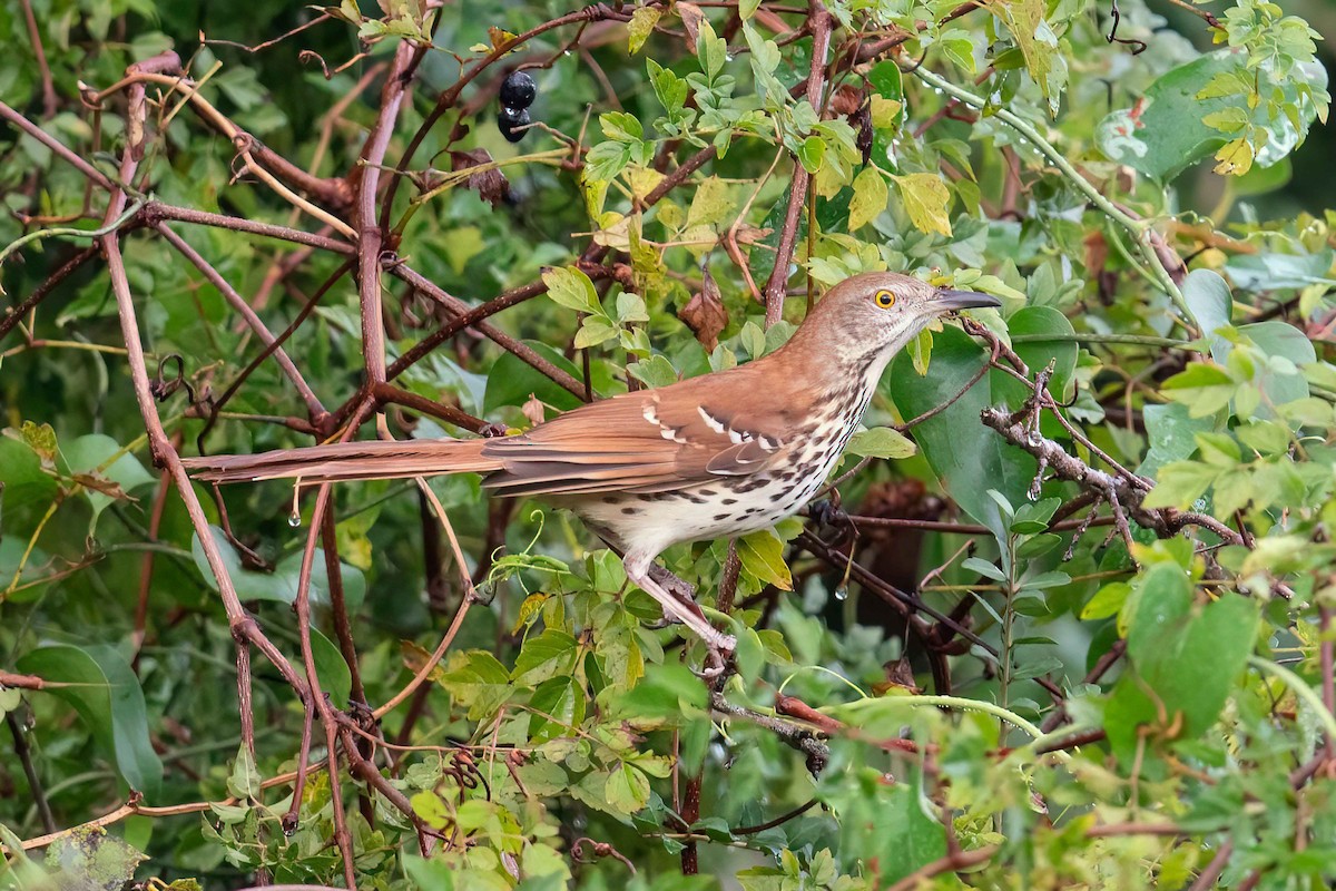 Brown Thrasher - ML644106558