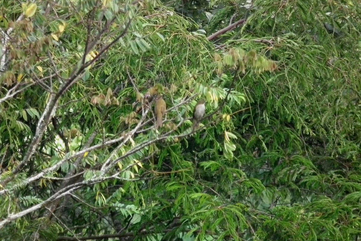 Slender-billed Greenbul - ML644106562