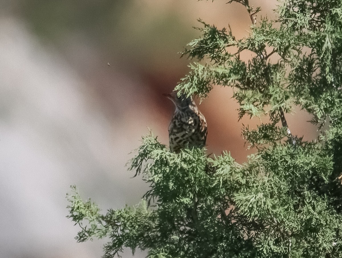 Mistle Thrush - ML644106593