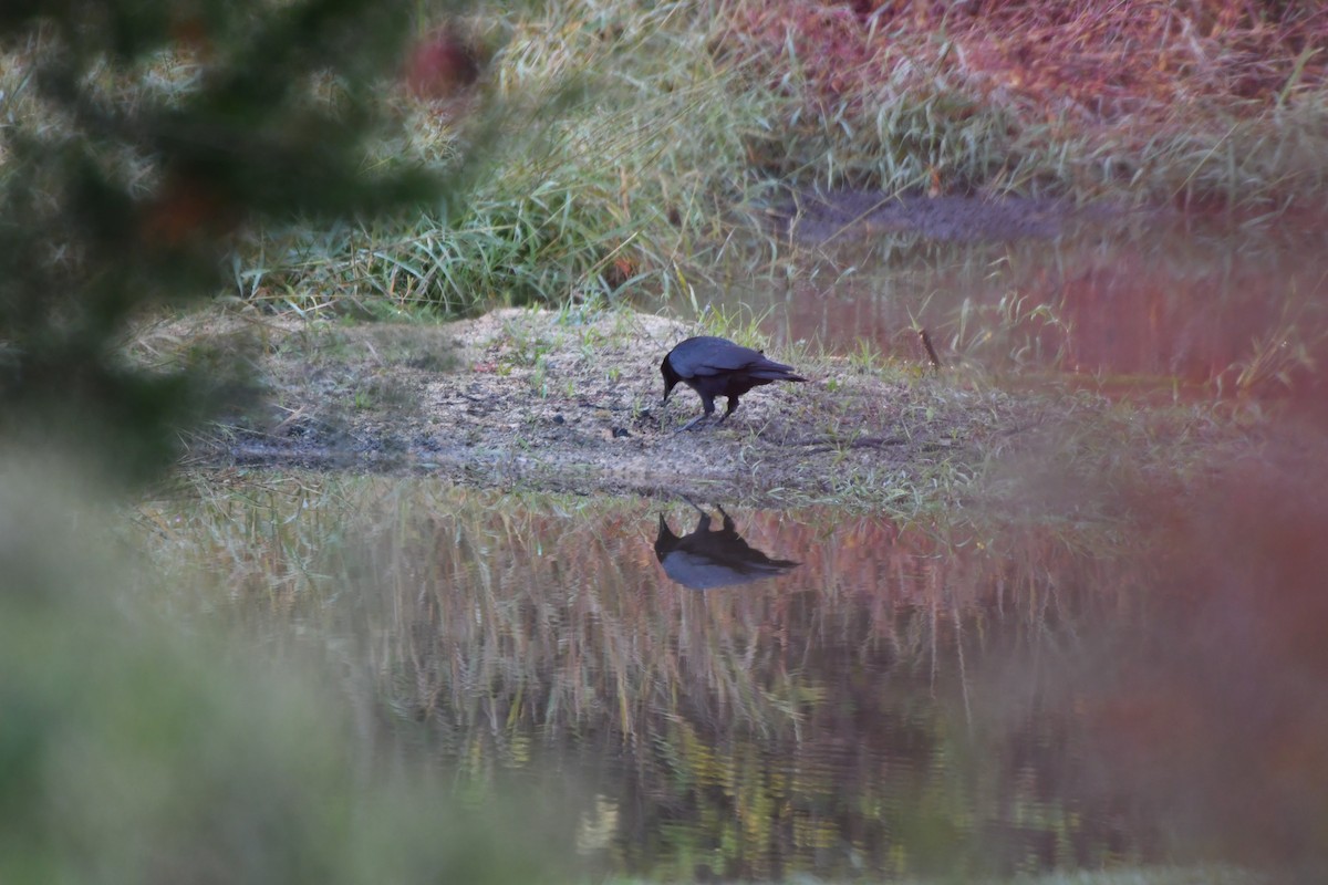 amerikakråke - ML644106597