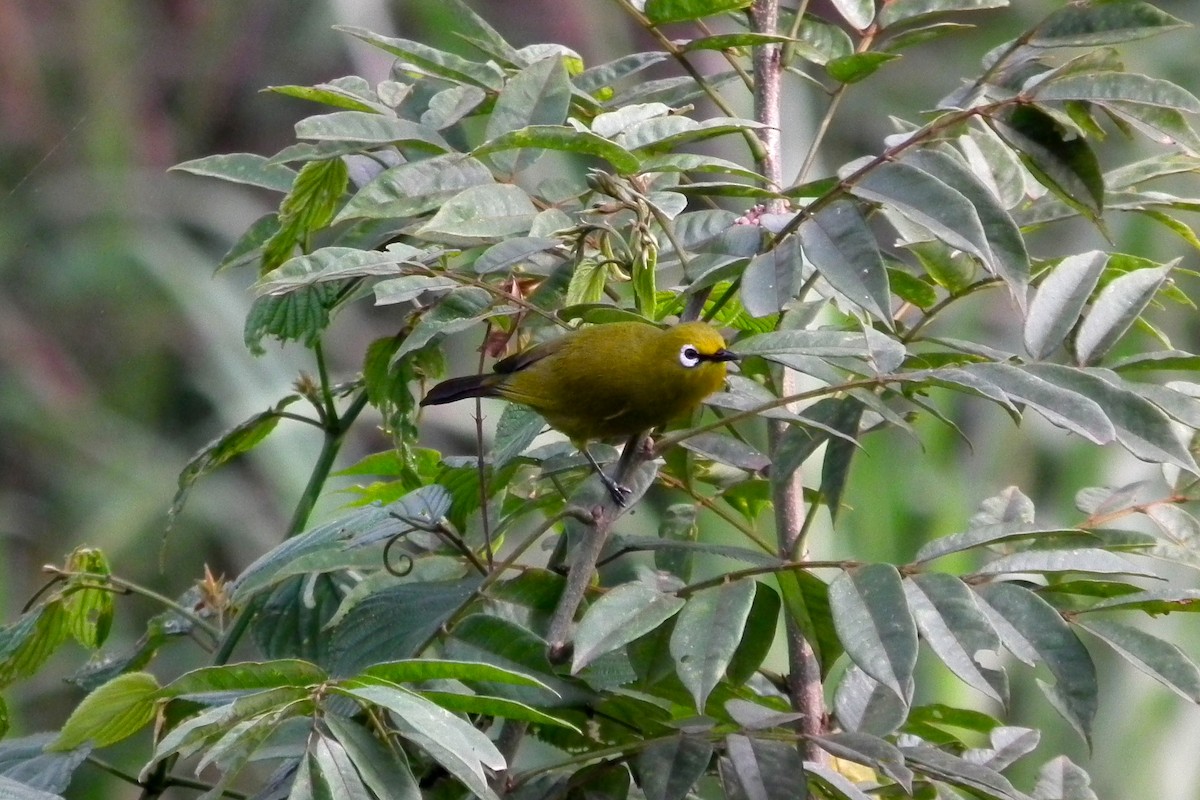 Green White-eye - ML644106604