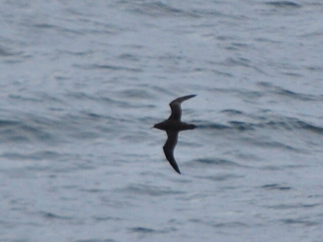 Short-tailed Shearwater - ML644106605