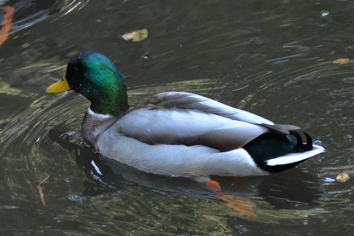 Canard colvert - ML644106609