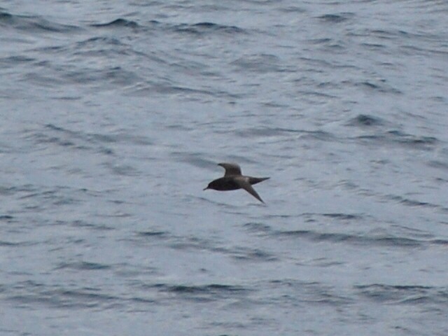Short-tailed Shearwater - ML644106611