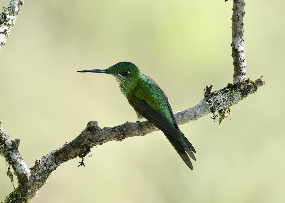 İmparator Pırıltı - ML644106613