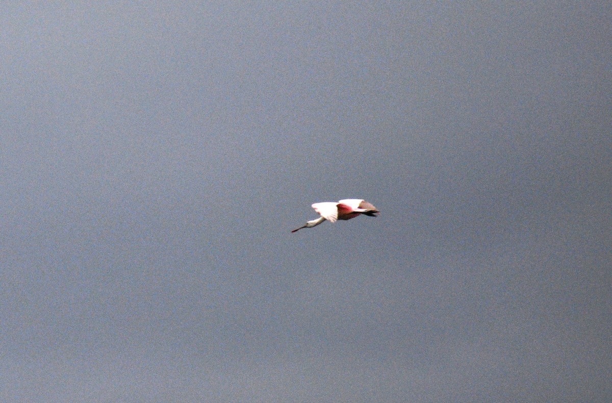 Roseate Spoonbill - ML644106622