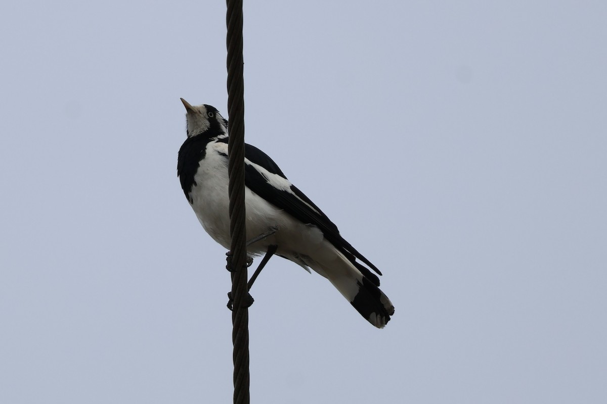 Magpie-lark - ML644106629