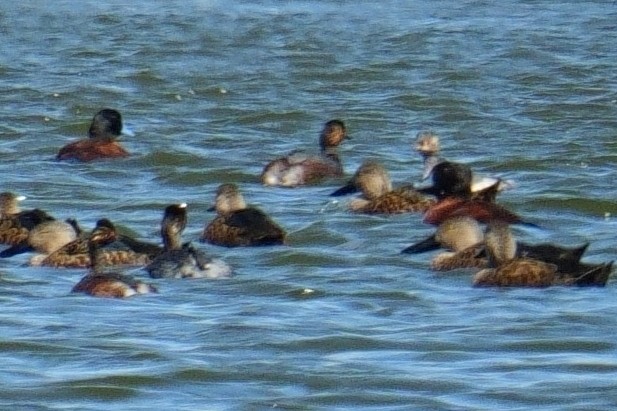 Maccoa Duck - ML644106646