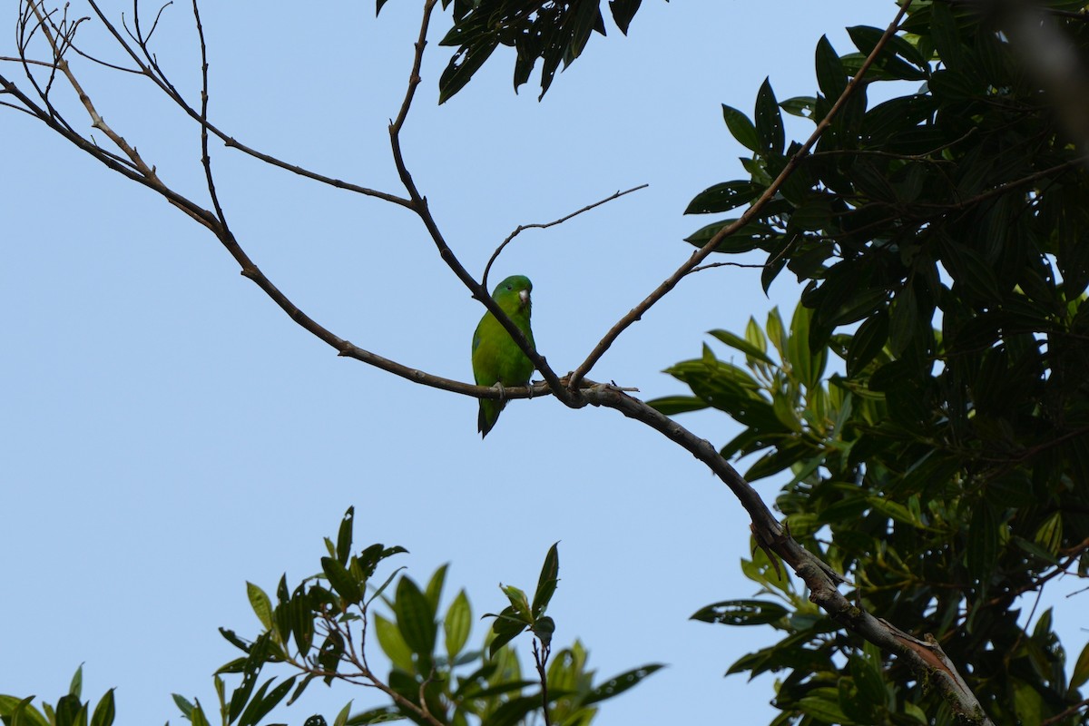 Cobalt-rumped Parrotlet - ML644106683