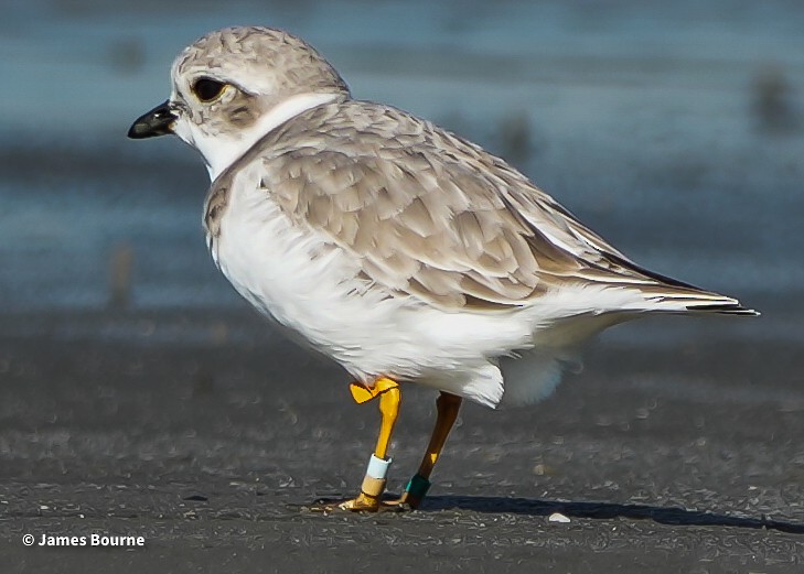 Piping Plover - ML644106691
