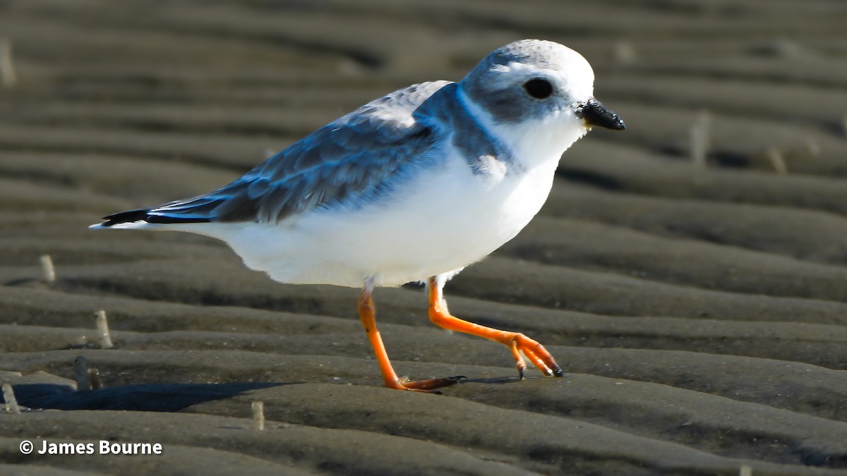 Piping Plover - ML644106692