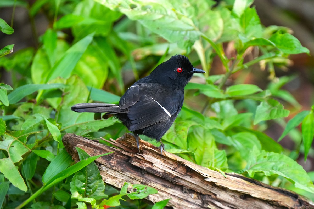 Weißbinden-Ameisenvogel - ML644106719