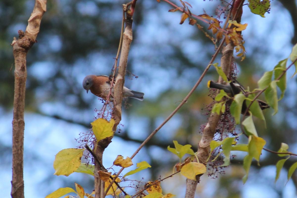 Eastern Bluebird - ML644106724