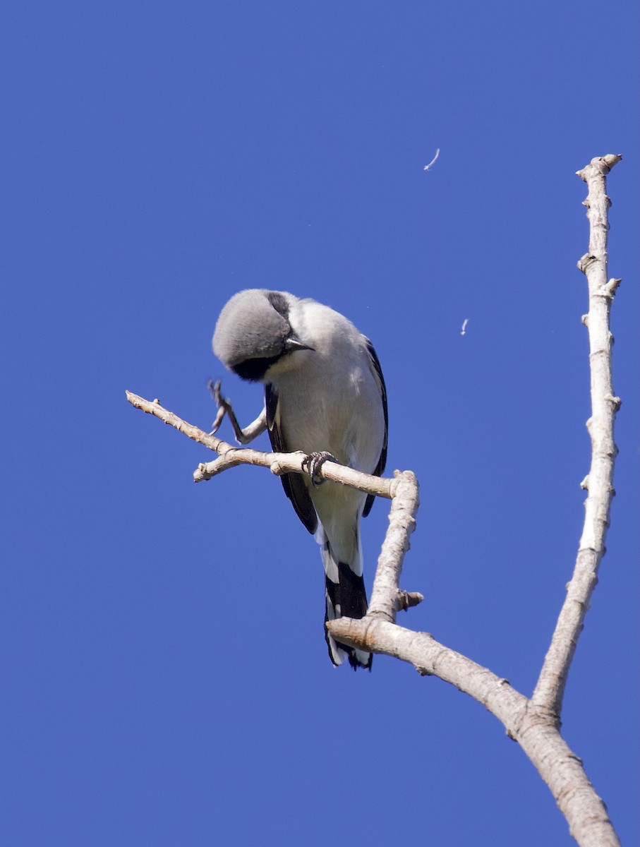 Loggerhead Shrike - ML644106729