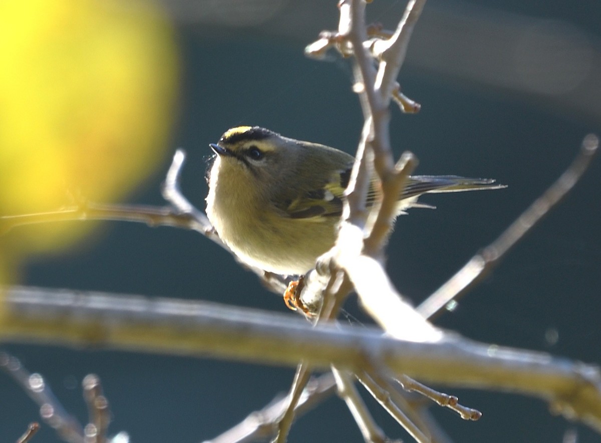 Golden-crowned Kinglet - ML644106730