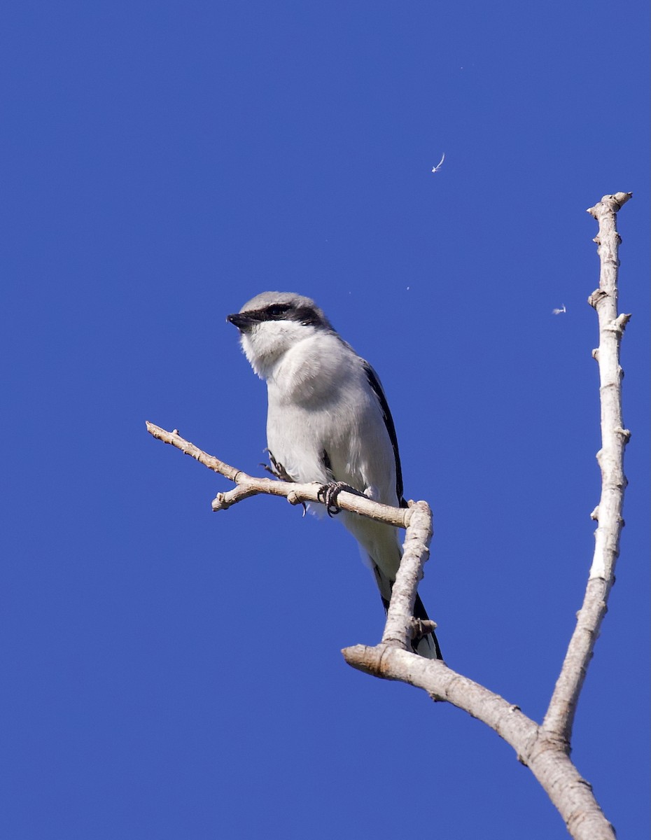 Loggerhead Shrike - ML644106735
