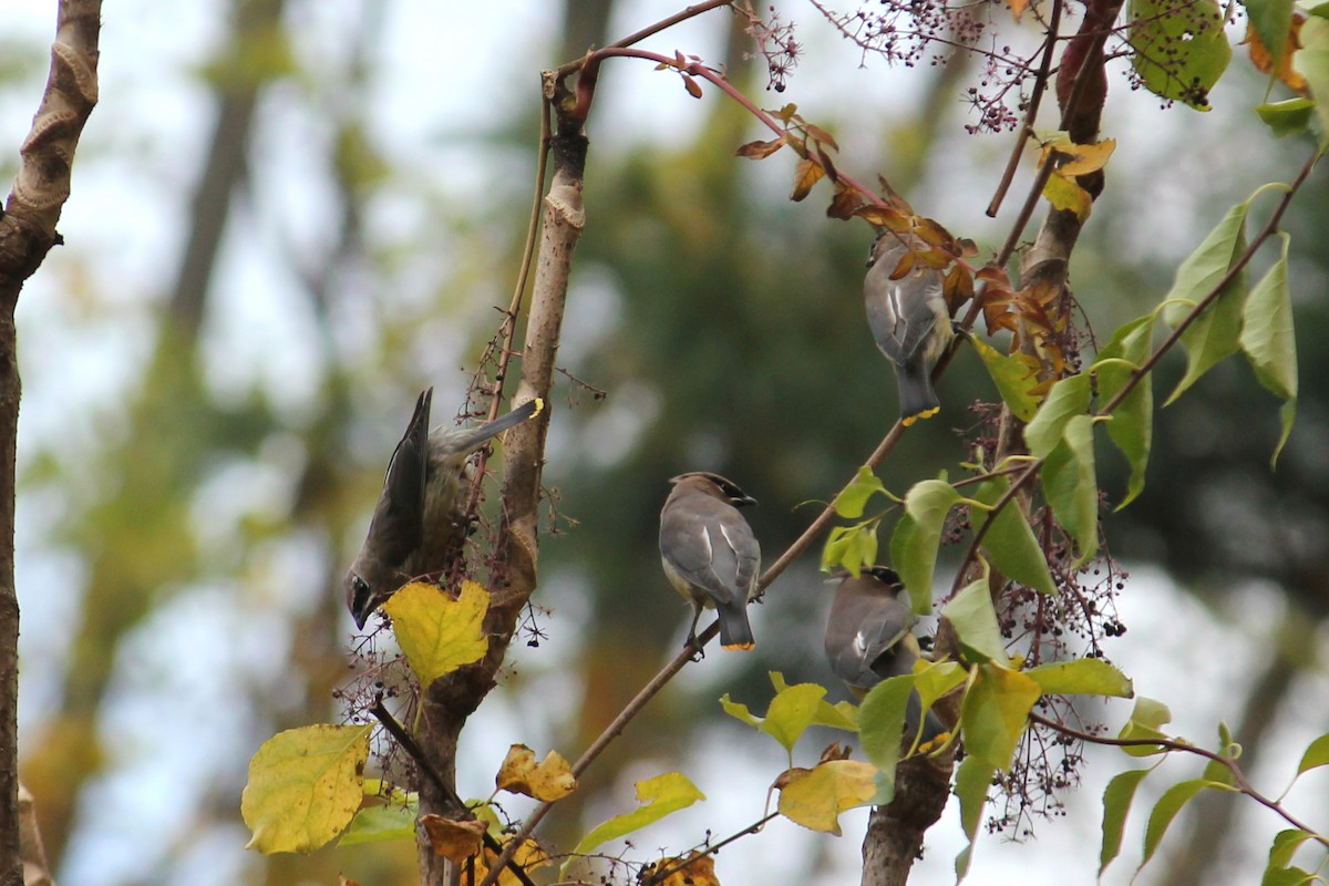Cedar Waxwing - ML644106740