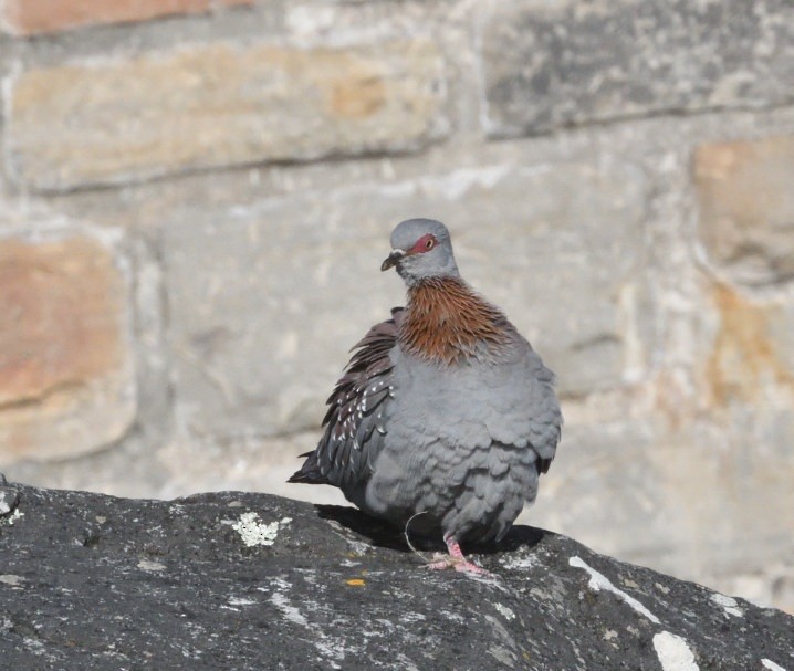 Speckled Pigeon - ML644106742