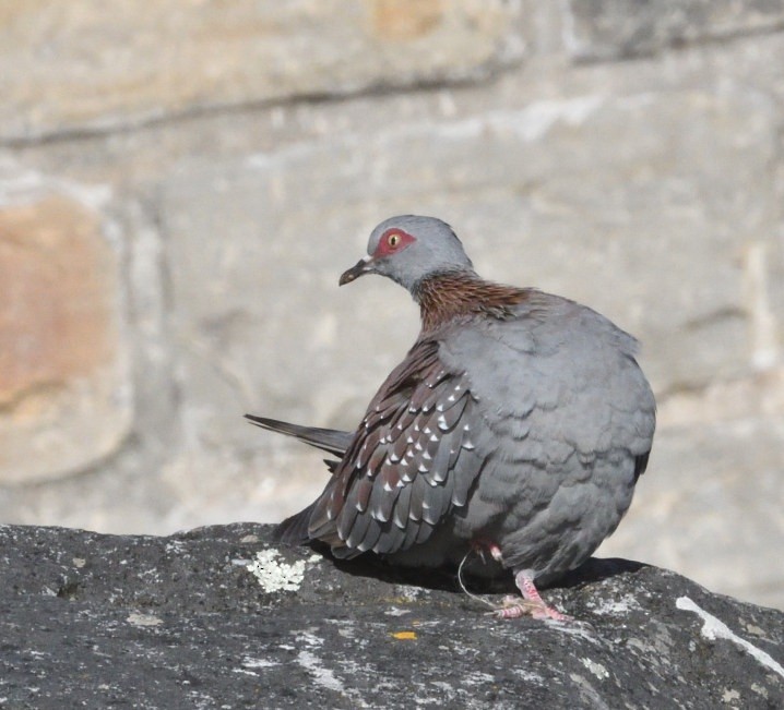 Speckled Pigeon - ML644106747