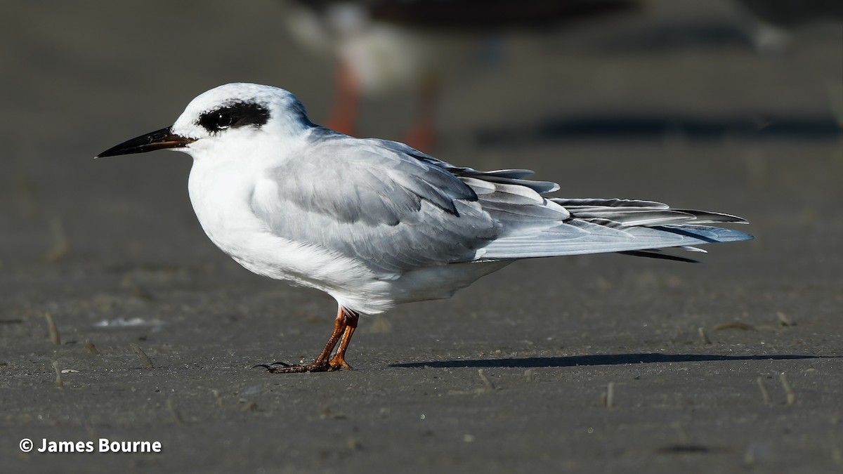 Forster's Tern - ML644106767