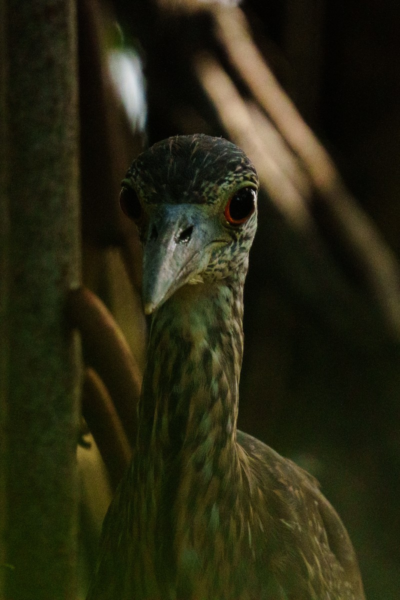 Yellow-crowned Night Heron - ML644106770