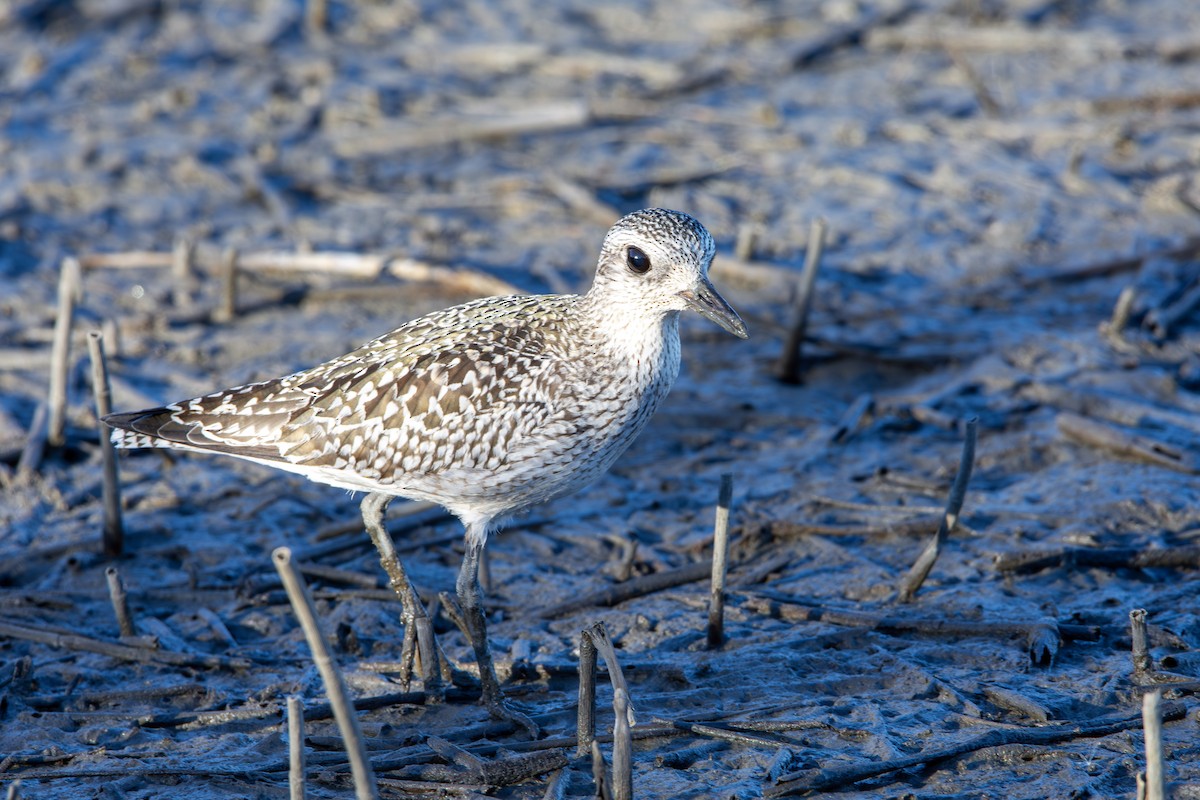Black-bellied Plover - ML644106780