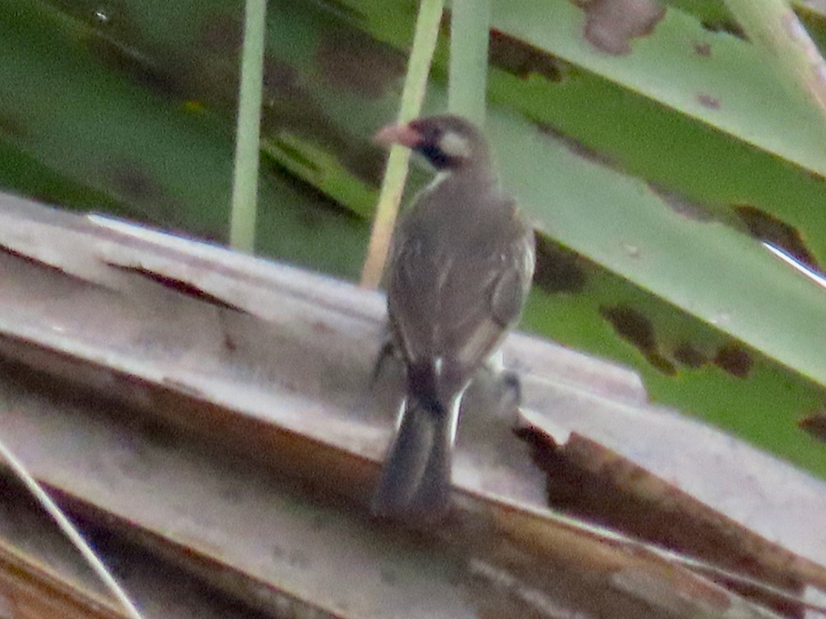 Grand Indicateur - ML644106792