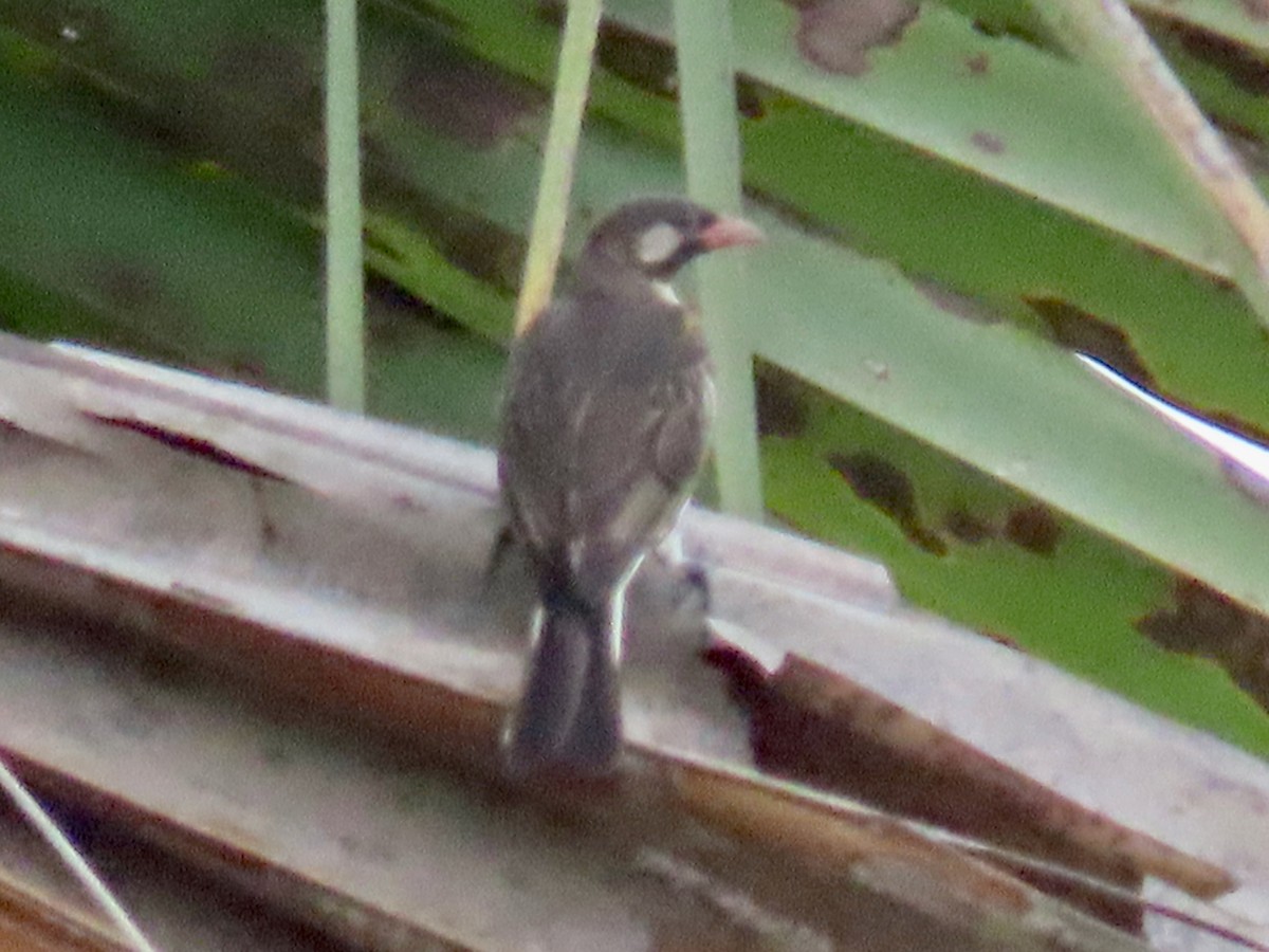 Grand Indicateur - ML644106794