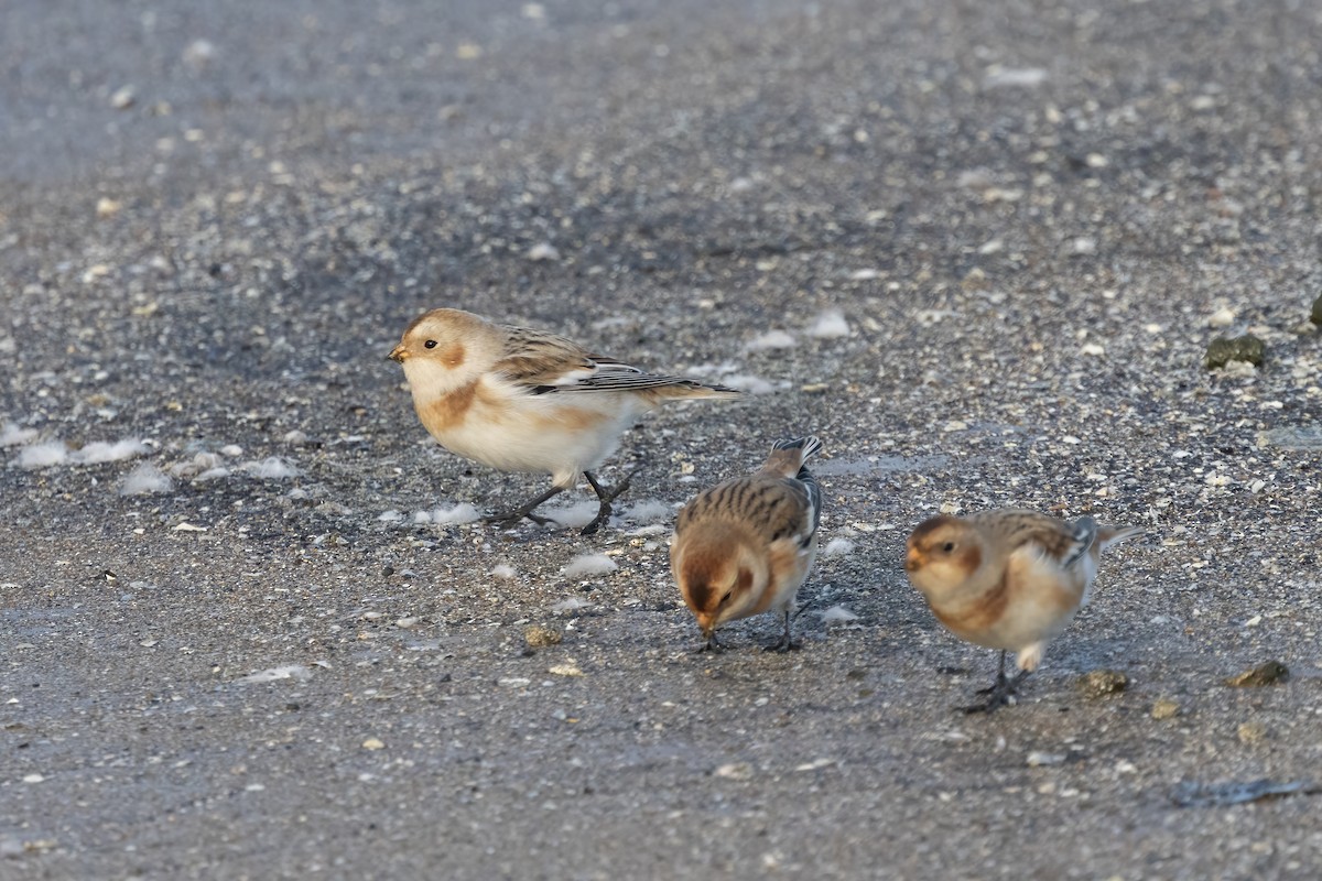 Snow Bunting - ML644106859