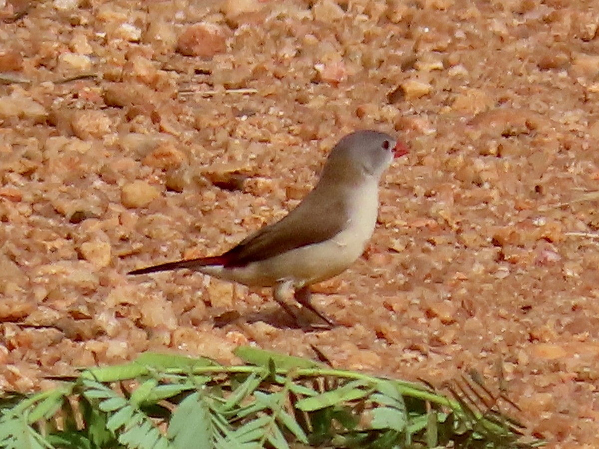 Fawn-breasted Waxbill - ML644106877