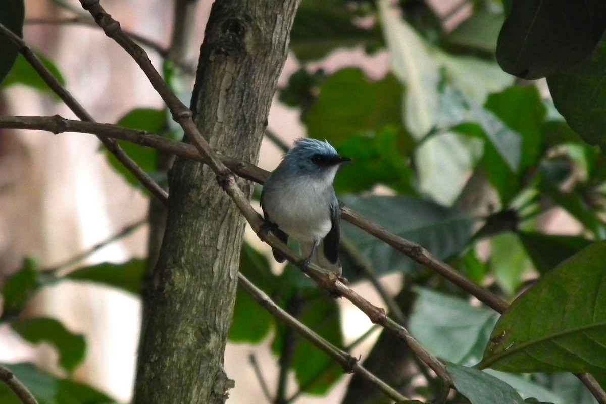 White-tailed Blue Flycatcher - ML644106887