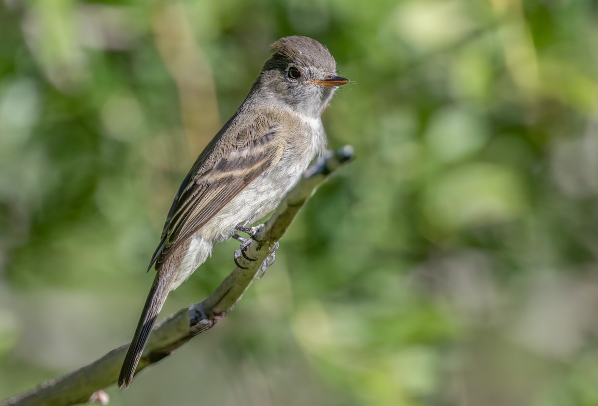 Dusky Flycatcher - ML644106900
